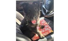 Bosco cerca una famiglia: chi vuole adottarlo? 