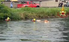 Mucche in un canale nel Milanese: il difficile recupero dei vigili del fuoco - Video 
