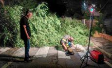 La conta dei danni dopo i temporali tra Parma e Collecchio. Tra San Michele Tiorre e Pilastro una decina di famiglie senza luce per quasi 24 ore
