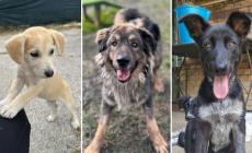 Elettra, Aragon e Nika: cuori pelosi cercano casa e amore