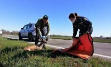 La fauna selvatica potr&agrave; attraversare utilizzando un apposito tunnel