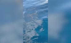 Serpenti in mare a Ibiza, i turisti scappano - Video