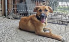 Miele ha sofferto violenza e abbandono: ora cerca una famiglia. Chi vuole adottare questo cucciolo? 