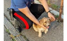Cagnolino legato a un palo soccorso dai carabinieri. La padrona denunciata per abbandono