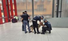 Stazione di Parma:  30 persone identificate, dieci treni controllati, centinaia di bagagli ispezionati