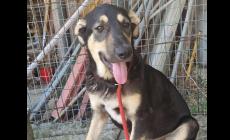 Ritrovato in strada insieme ai suoi fratelli: Lucky cerca una famiglia