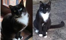 Aiutateci a ritrovare Candy, piccola dolce gattina