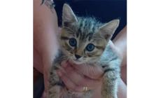 Sos, gattini in cerca di casa