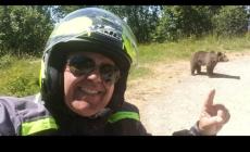 Romania, motociclista  ucciso da un orso, si ritiene sia italiano: aggredito mentre fotografa i cuccioli