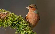 Lipu, Oipa e Enpa: "Con l'emendamento della Lega i cacciatori potranno uccidere anche gli uccelli migratori"
