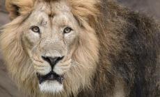 Leone fugge da un parco in Turchia e aggredisce un agricoltore