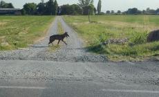 Un lupo (spaesato) a San Pancrazio - Video