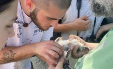 I piccoli falchi spiccano il volo dalla Bassa