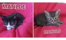 Matilde e Manolo,  dolci gattini da adottare