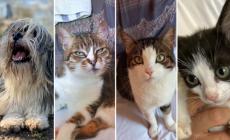 Adottiamoli: Luke, Luciano e Mir&ograve; , Alice ed Ellen vi aspettano