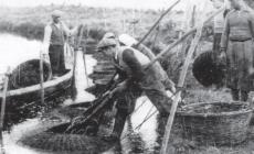 Anguille, pescatori nel Po e nella Parma