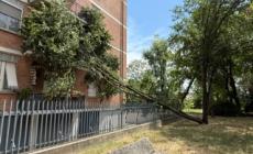 Via Brigate Julia,  albero crolla contro un condominio - Foto