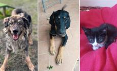 Adottiamoli Aragon, Nerona e Matilde cercano casa