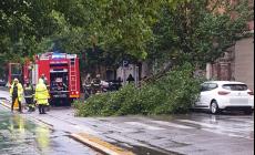 Maltempo, ramo crolla su un'auto in sosta in viale Piacenza: paura ma nessun ferito 