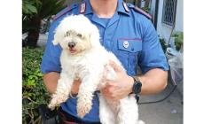 "Se vuoi rivedere il cane prepara 450 euro", arrestato 16enne