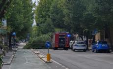 Ancora tragedia sfiorata in viale Piacenza: grosso albero cade in strada. Via chiusa per due ore. Due giorni fa, non lontano, analogo episodio e stesso rischio - Le foto