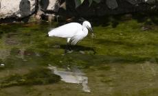 Una garzetta a caccia di cibo nella Parma