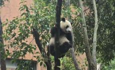 La magia dei panda, due ore di fila per vederne uno