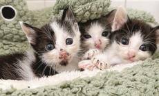 Sono tanti i mici abbandonati:  le volontarie chiedono aiuto