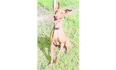 Adottiamoli, Blinck, Rio e Raimondo sono belli e affettuosi: hanno bisogno di una famiglia