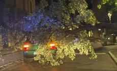 Un altro albero si abbatte su un'auto  in viale Matteotti. Conducente illeso