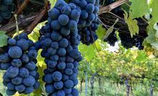  Vendemmia 2025, buone prospettive per l’annata

