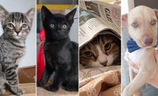 Leila, Combo, Birba e Taco