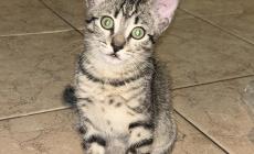 Gattina di due mesi cerca casa 