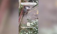 Ladri di biciclette in azione all'ospedale Maggiore in pieno giorno - Video: ecco come agiscono