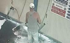 Pulisce il cane all'autolavaggio, un passante lo filma e arrivano i carabinieri: denunciato un 54enne