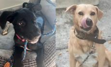 I cagnolini Dick e Mila cercano casa