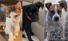 Animali da adottare: Spritz, Mila e Axel 