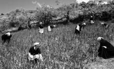 Donne al lavoro nei campi e nei boschi - Foto 