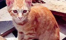 Tre adorabili micini rossi cercano casa 