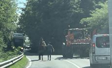 Un cavallo in strada fra Montechiarugolo e Montecchio - Foto 