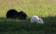 Raro avvistamento: fotografata la nutria albina nella golena del Po