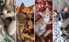 Olivia, Max, Zena e Minimiao: troppo belli per non essere adottati