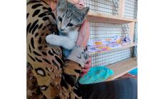 Gattina di 4 mesi trovata a Collecchio: di chi &egrave;? 