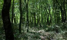 Non trova pi&ugrave; la strada dopo essere andato a funghi e si perde nei boschi: ritrovato