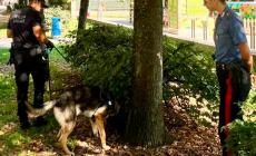 I cani &ldquo;Lupo&rdquo; e &ldquo;Fait&rdquo; stanano 2 etti di hashish in Giardino