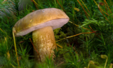 Funghi, la stagione parte bene &laquo;Ma non fidatevi di social e app&raquo;
