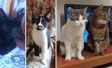 Gattini adorabili in cerca di una famiglia