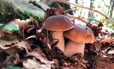 Albareto, torna la  Fiera nazionale: tre giorni di gusto e tradizione