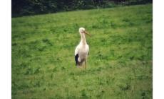 Tempo di migrazioni: una cicogna al Cornocchio