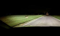 Avvistato un lupo a Eia: un esemplare giovane e solo